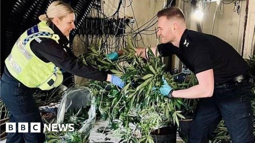 Greenhouse seed co Chemical Candy auto. Week 1