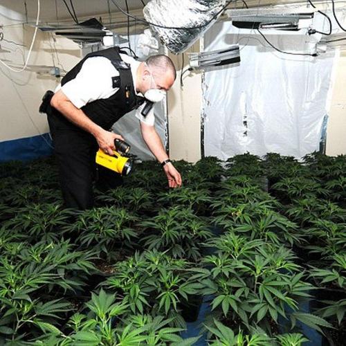 The Bulldog Cookies. Week 3