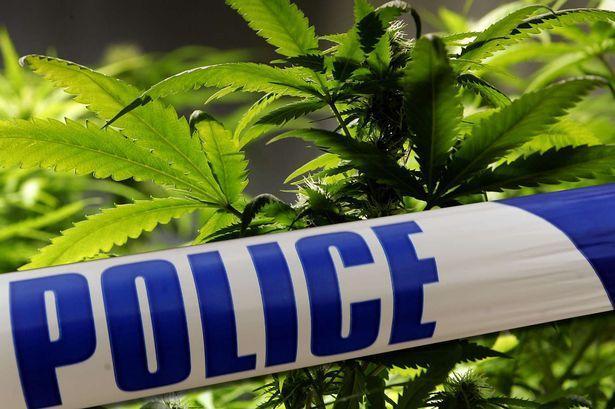 Fat pete cookies. Week 6