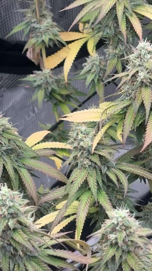 First grow