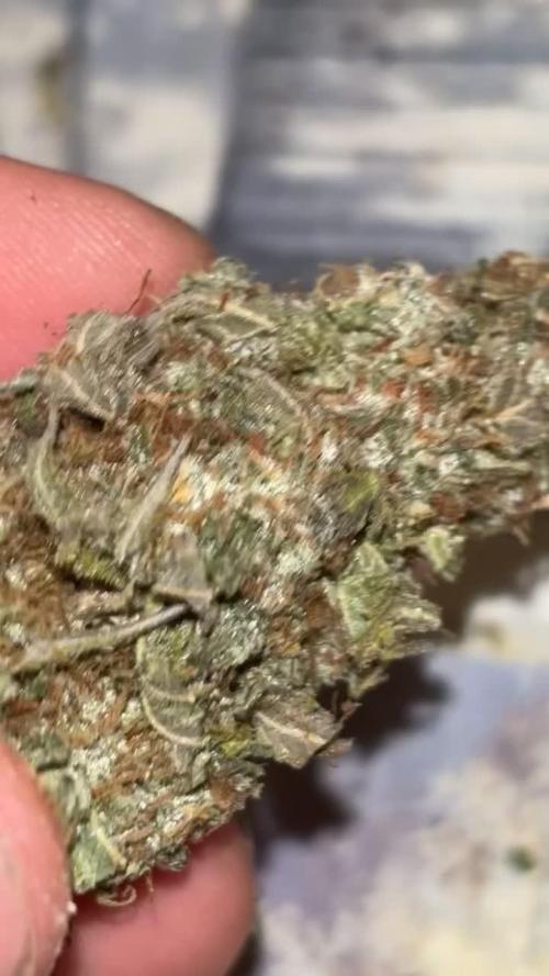 First grow