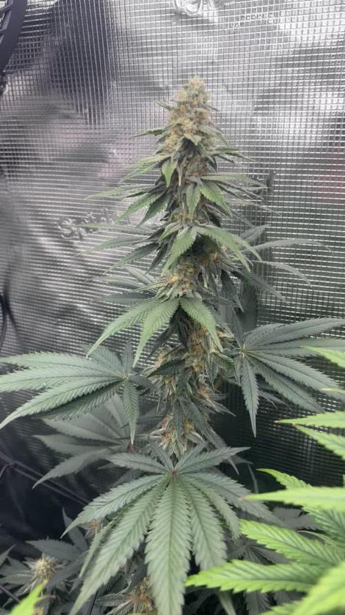 GGXGSC - GDP - SD