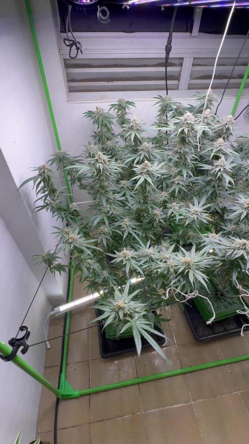 Kong’s Krush and 24K Runtz