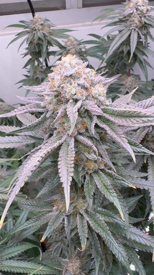 Kong’s Krush and 24K Runtz