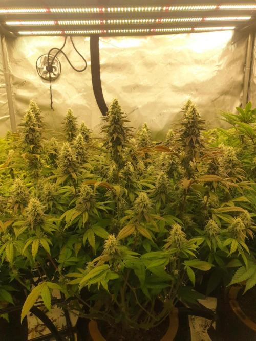 Big Grow. Week 8