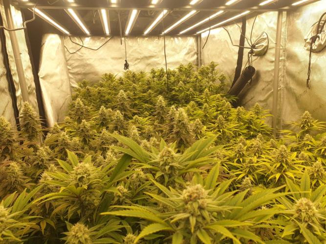 Big Grow. Week 8