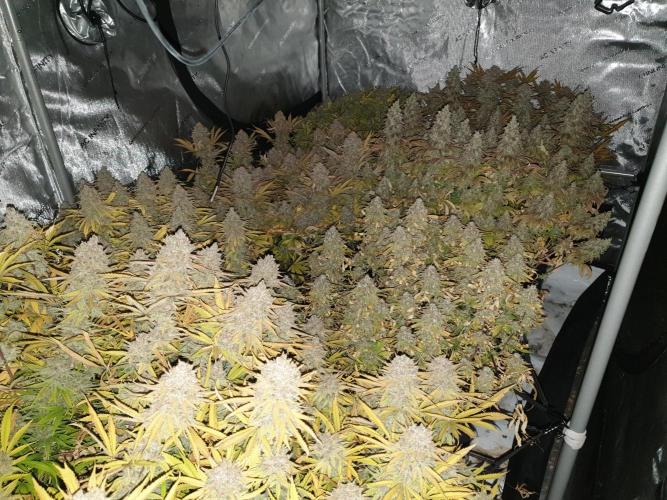 Big Grow. Week 8
