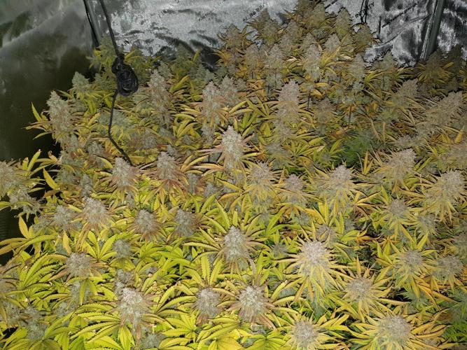Big Grow. Week 8
