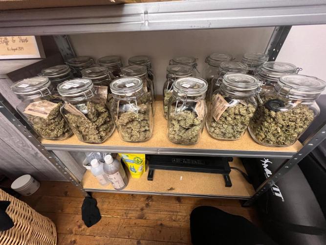 Big Grow. Week 8
