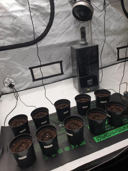 gorilla cookies/GG4 sherbet-420 fastbuds. Week 0 - Everything setup and running