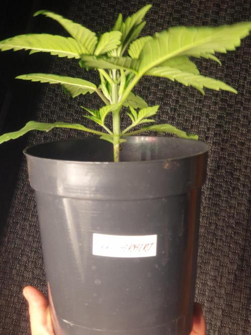 gorilla cookies/GG4 sherbet-420 fastbuds. Week 3