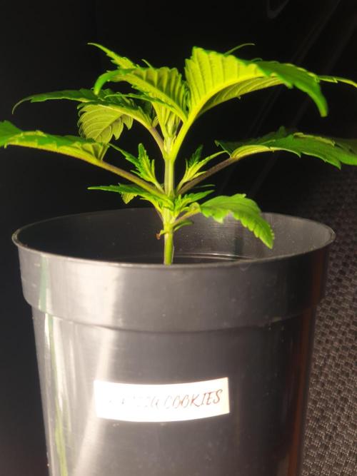 gorilla cookies/GG4 sherbet-420 fastbuds. Week 3