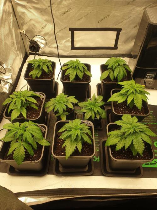 gorilla cookies/GG4 sherbet-420 fastbuds. Week 4