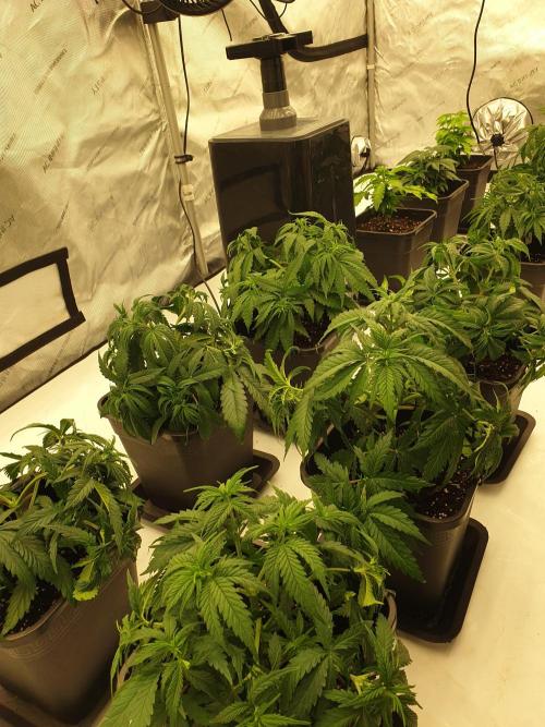 gorilla cookies/GG4 sherbet-420 fastbuds. Week 6