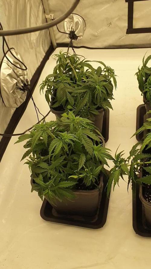 gorilla cookies/GG4 sherbet-420 fastbuds