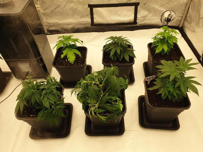 gorilla cookies/GG4 sherbet-420 fastbuds. Week 6