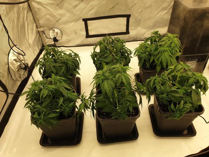 gorilla cookies/GG4 sherbet-420 fastbuds. Week 6