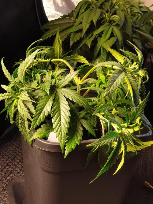 gorilla cookies/GG4 sherbet-420 fastbuds. Week 6