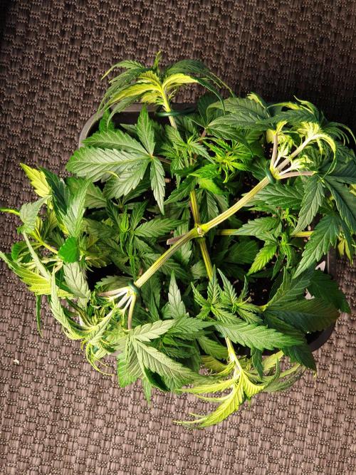 gorilla cookies/GG4 sherbet-420 fastbuds. Week 6