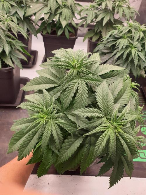 gorilla cookies/GG4 sherbet-420 fastbuds. Week 6