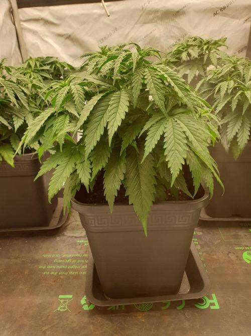 gorilla cookies/GG4 sherbet-420 fastbuds. Week 6