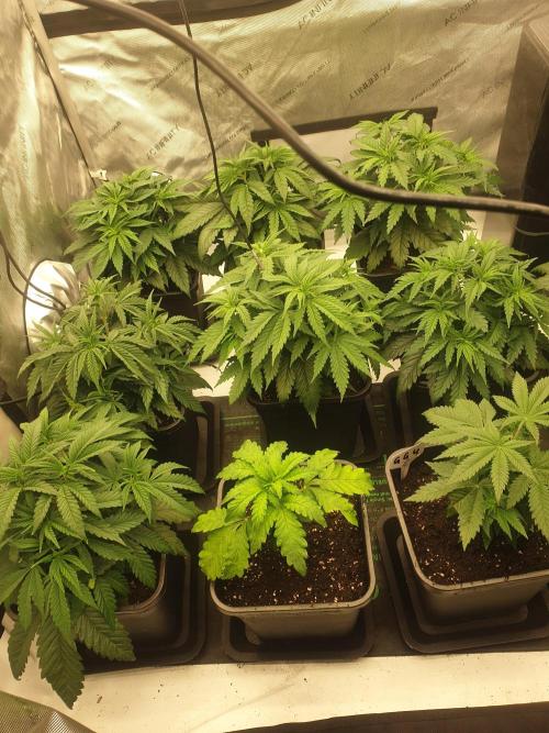 gorilla cookies/GG4 sherbet-420 fastbuds. Week 6