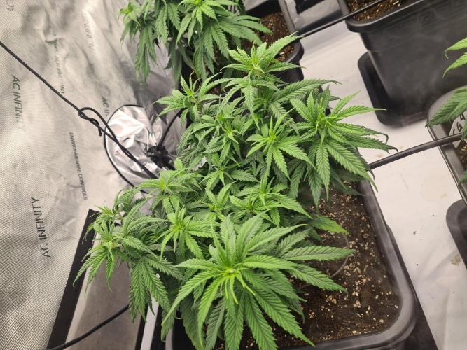 gorilla cookies/GG4 sherbet-420 fastbuds. Week 7
