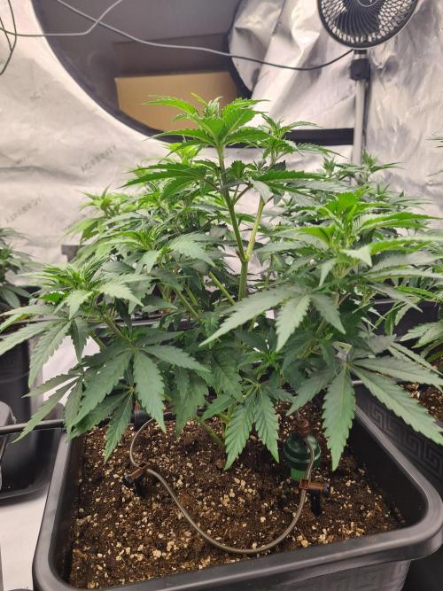 gorilla cookies/GG4 sherbet-420 fastbuds. Week 7