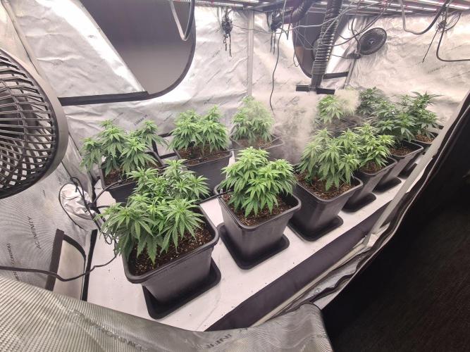 gorilla cookies/GG4 sherbet-420 fastbuds. Week 7 - Nachher