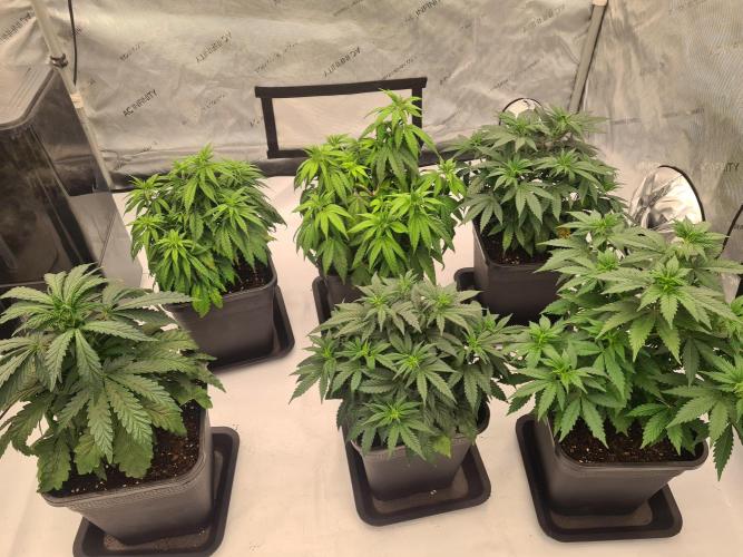 gorilla cookies/GG4 sherbet-420 fastbuds. Week 7 - Vorher