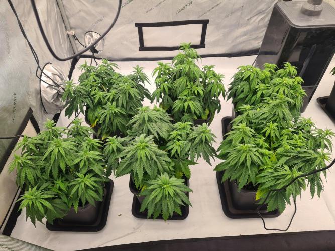 gorilla cookies/GG4 sherbet-420 fastbuds. Week 7 - Vorher