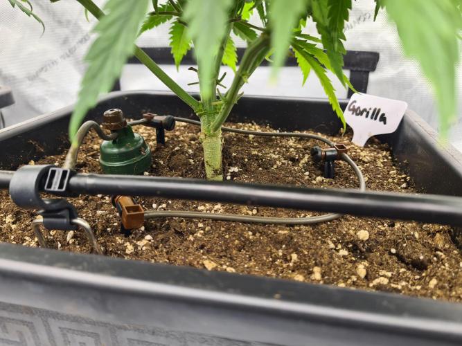 gorilla cookies/GG4 sherbet-420 fastbuds. Week 7 - Blumat troper + 3 tropf verteiler