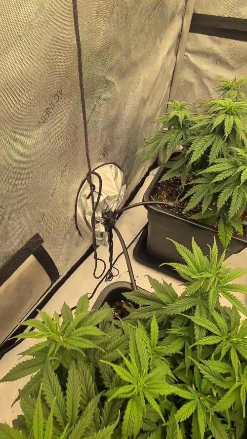 gorilla cookies/GG4 sherbet-420 fastbuds