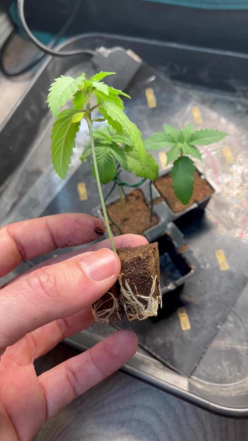 Tropicana Cookies Purple // Royal Queen