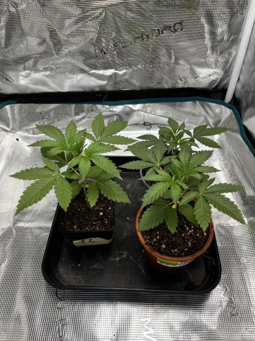 Tropicana Cookies Purple // Royal Queen. Week 5