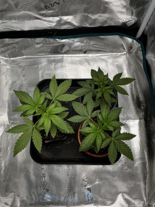 Tropicana Cookies Purple // Royal Queen. Week 5