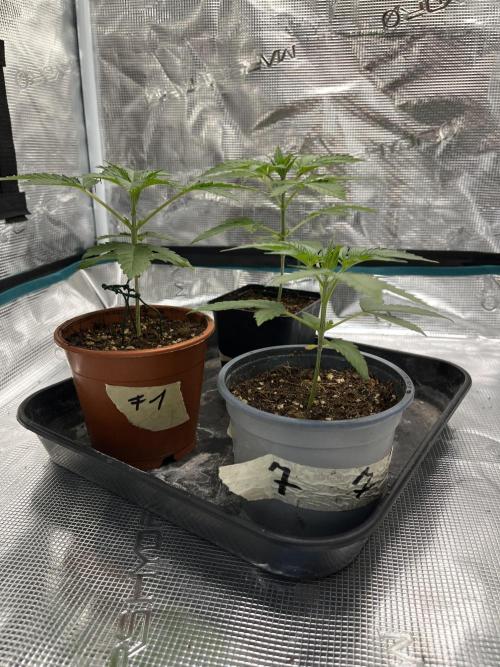 Tropicana Cookies Purple // Royal Queen. Week 5