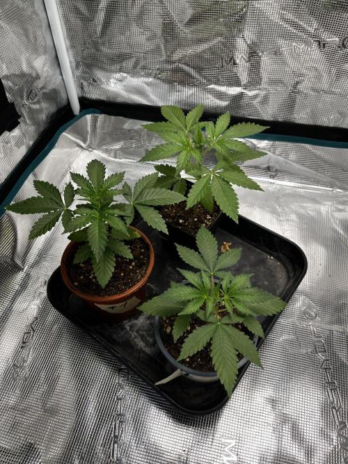 Tropicana Cookies Purple // Royal Queen. Week 5