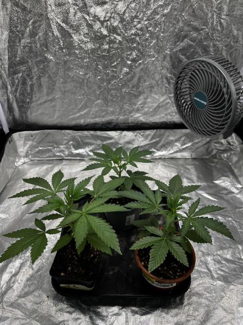 Tropicana Cookies Purple // Royal Queen. Week 5