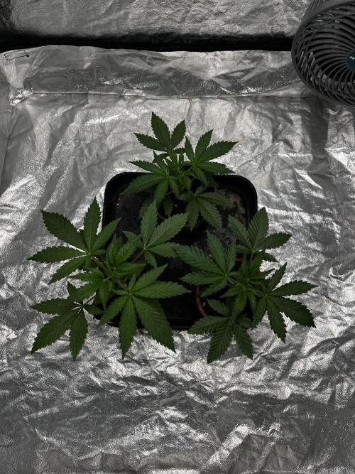 Tropicana Cookies Purple // Royal Queen. Week 5