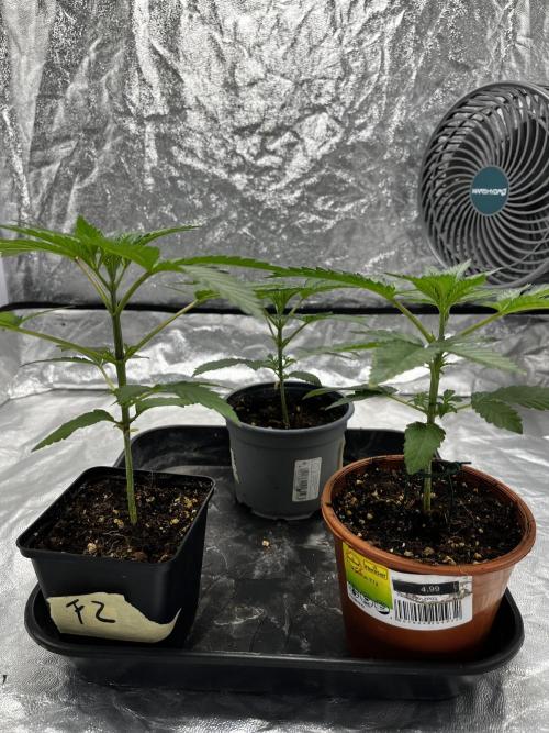 Tropicana Cookies Purple // Royal Queen. Week 5