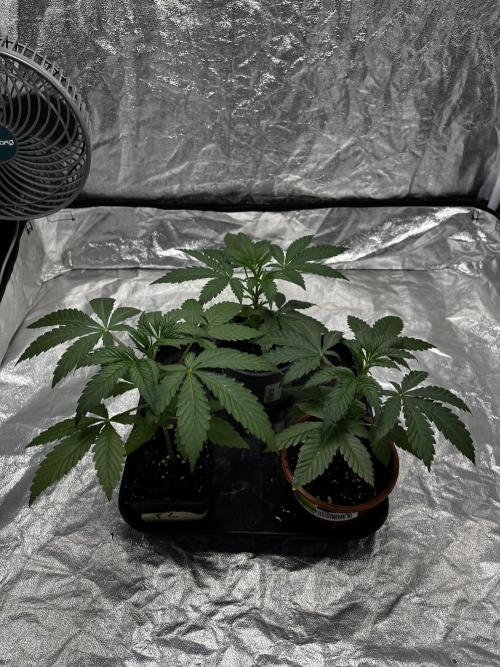 Tropicana Cookies Purple // Royal Queen. Week 5
