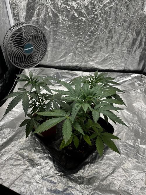 Tropicana Cookies Purple // Royal Queen. Week 5