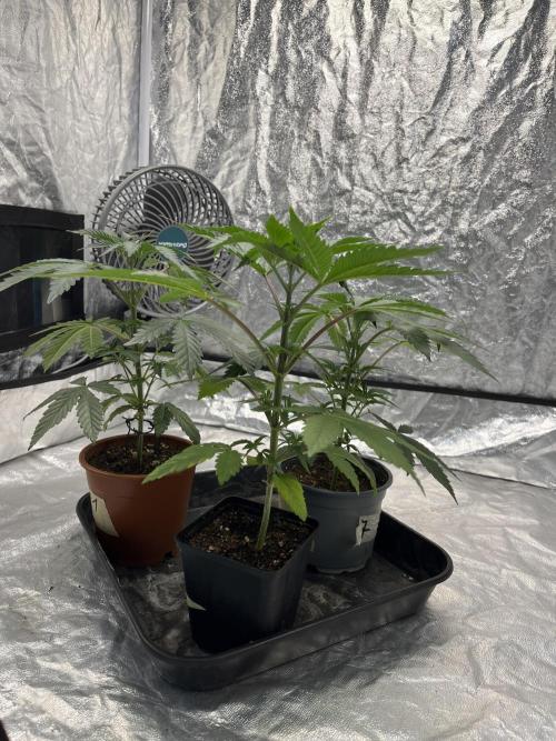 Tropicana Cookies Purple // Royal Queen. Week 5