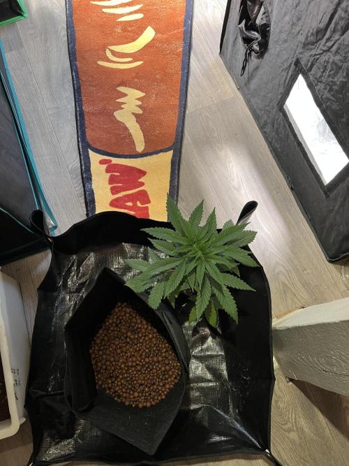 Tropicana Cookies Purple // Royal Queen. Week 6