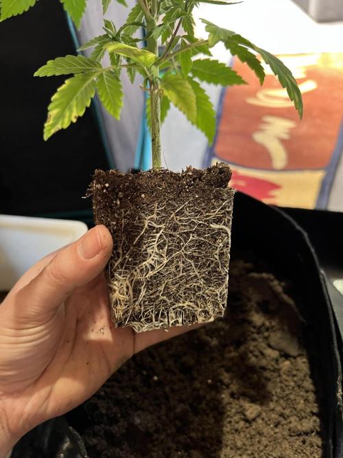 Tropicana Cookies Purple // Royal Queen. Week 6