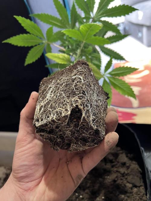 Tropicana Cookies Purple // Royal Queen. Week 6