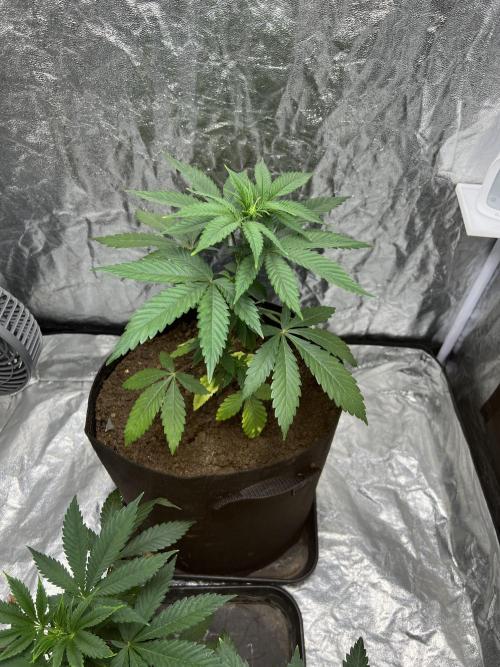 Tropicana Cookies Purple // Royal Queen. Week 6