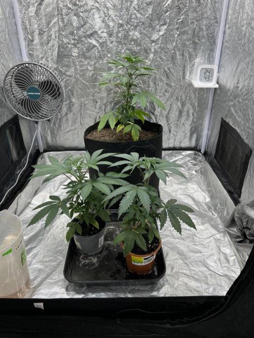 Tropicana Cookies Purple // Royal Queen. Week 6