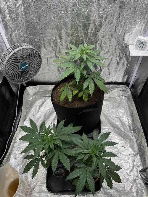 Tropicana Cookies Purple // Royal Queen. Week 6